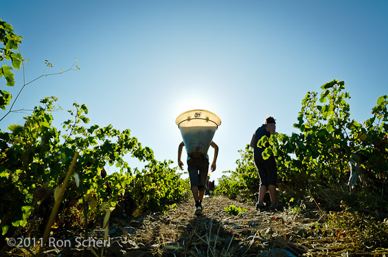 Harvest