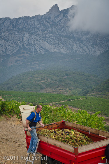 Harvest under Queribus